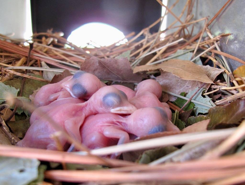 6 Purple Martins by OakleyOriginals is licensed under CC BY 2.0